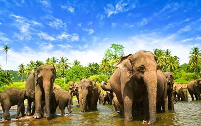 Sri Lanka Turu Türk Havayolları İle 8 Gün EJ001