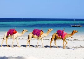 Promosyon Sharm El Sheikh Turu Ajet ile 6 Gece Transfer Saatine Kadar Otel Kullanımlı