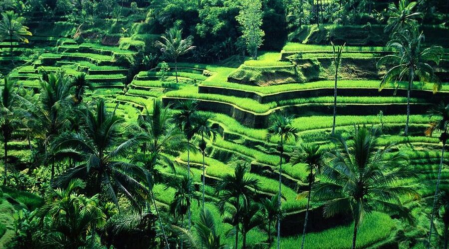 Elegant Ubud & Bali THY ile 7 Gece 10 Gün DPS-DPS