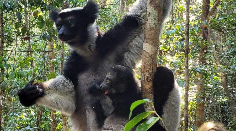 Madagaskar & Mauritius Turu Emirates Havayolları İle 10 Gece 12 Gün 2026 EJ001