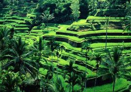 Rüya Ada Bali - Ubud Turu 7 Gece Türk Havayolları İle Kurban Bayramı Özel