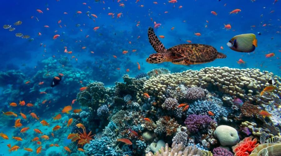 Promosyon Sharm El Sheikh Turu Ajet Havayolları  ile 6 Gece Transfer Saatine Kadar Otel Kullanımlı