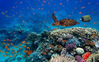 Promosyon Sharm El Sheikh Turu Ajet Havayolları ile 3 Gece Transfer Saatine Kadar Otel Kullanımlı