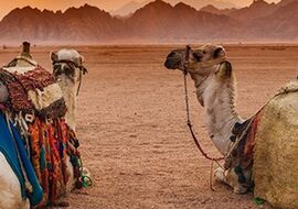  Mega Promosyon Baştanbaşa Gizemli Mısır Turu Pegasus Havayolları ile 7 Gece 8 Gün (Hurgada-Sharm) ATL001