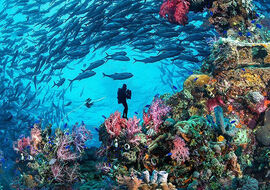 Promosyon Sharm El Sheikh Turu Ajet Havayolları ile 6 Gece Otelden Erken Çıkışlı