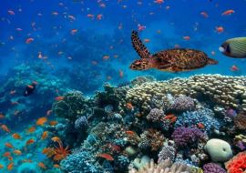 Promosyon Sharm El Sheikh Turu Ajet Havayolları ile 6 Gece Transfer Saatine Kadar Otel Kullanımlı